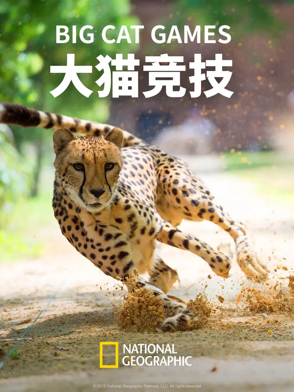 大猫竞技海报
