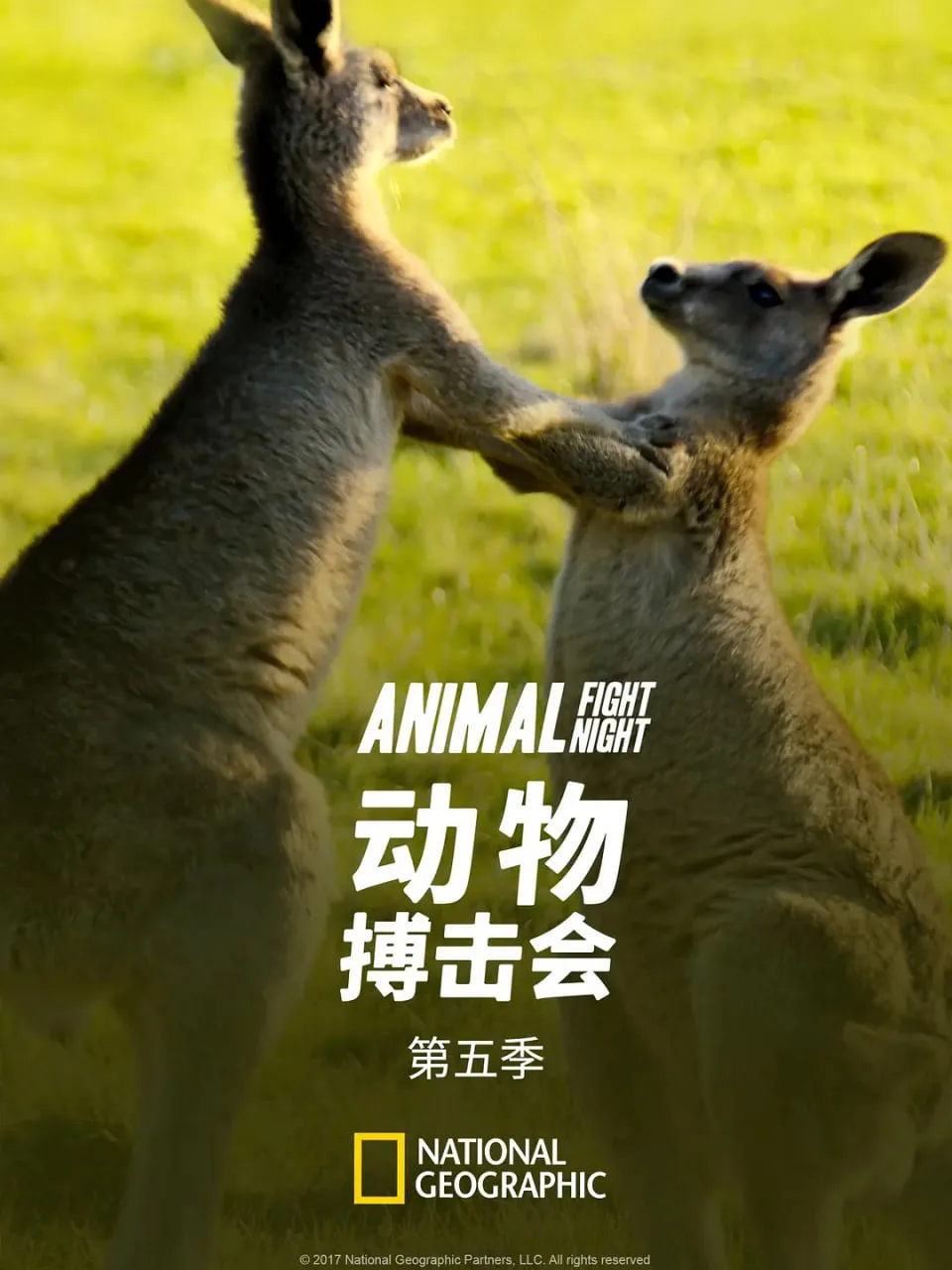 动物搏击会 第五季海报